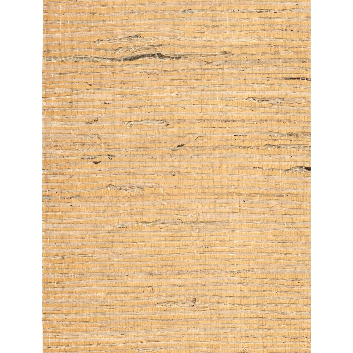 Arrowroot l: Buff on Butter — SZH-0494