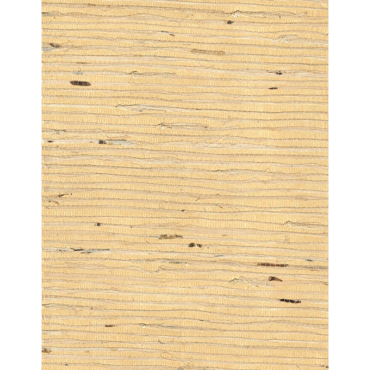 Arrowroot l: SZH-0495 - Tamamorokoshi