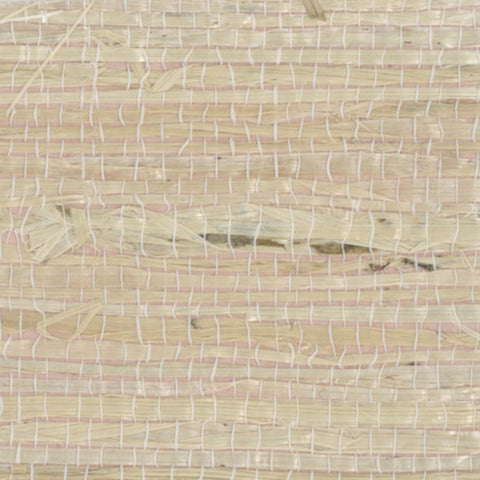 Arrowroot ll: SZH-0504 - Golden Rose