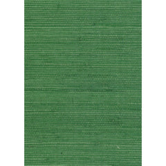 Alligator
